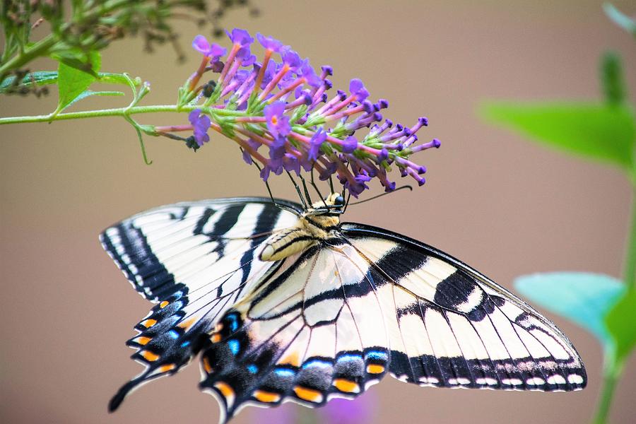 Butterfly Photograph - Swallowtail on Butterfly Bush by Mary Ann Artz
