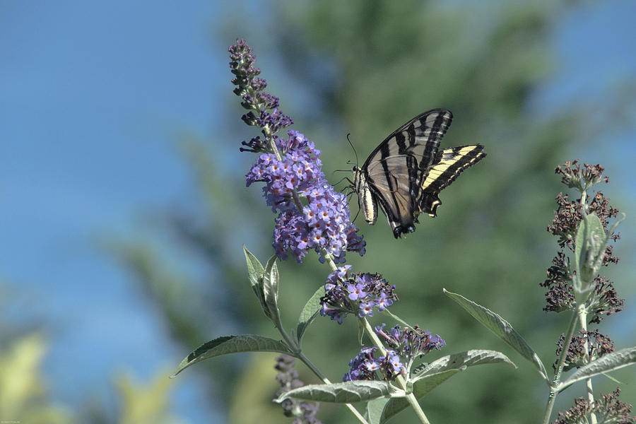 Swallowtail on Butterfly Bush Photograph by Mick Anderson