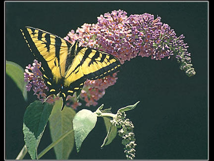 Swallowtail Photograph - Swallowtail On Butterfly Bush by Patricia Whitaker Swallowtail Photograph - Swallowtail On Butterfly Bush by Patricia Whitaker