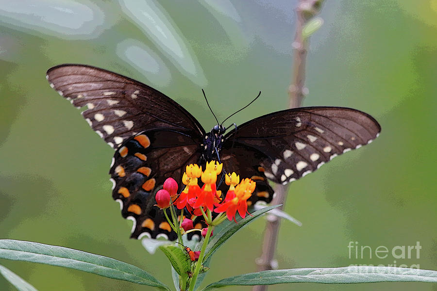 Swallowtail on Flower Photograph by Luana K Perez