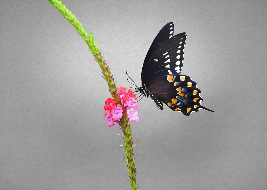 Swallowtail on Flower Photograph by Steven Michael