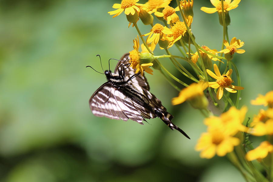 Swallowtail On Groundsel Photograph by Nicholas Miller - Fine Art America