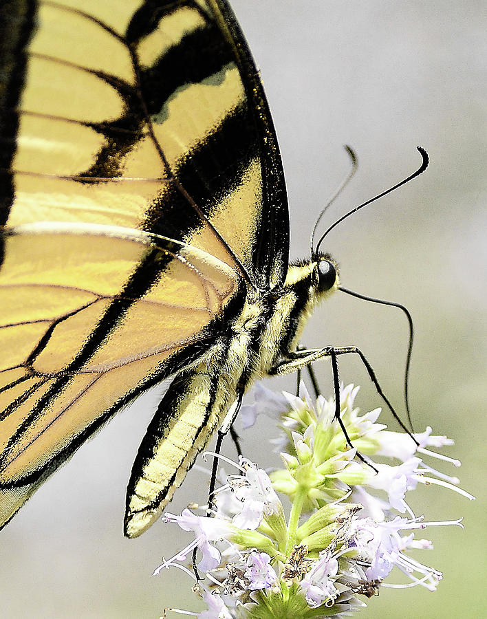Swallowtail on Hyssop Blossom Photograph by William Jobes