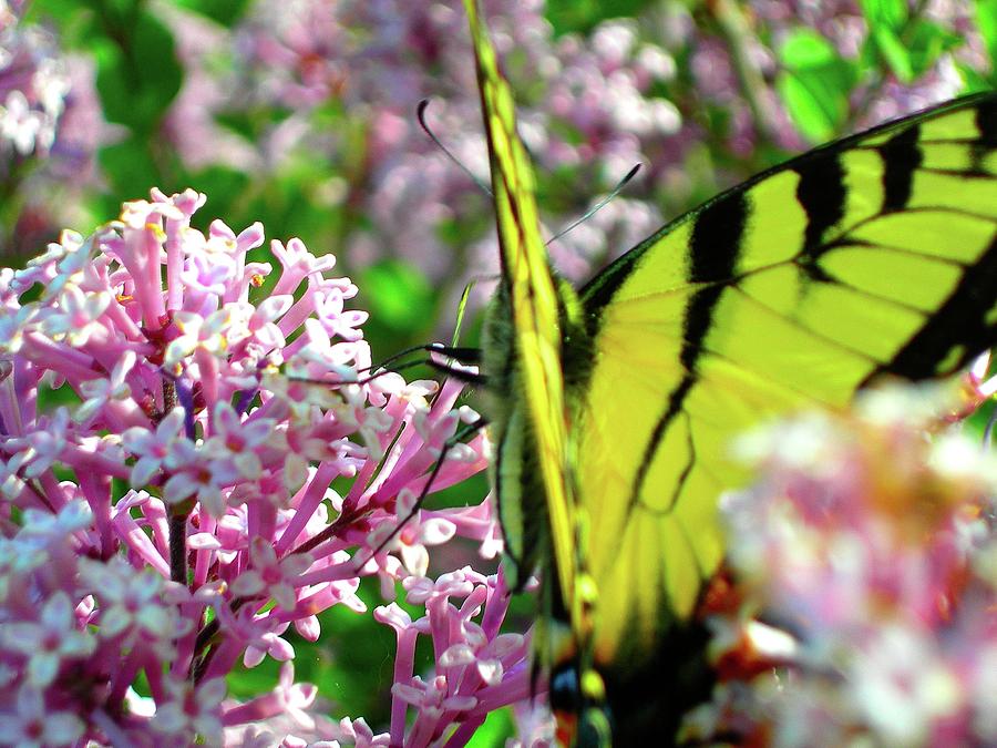 Swallowtail on Korean Lilac Florals Photograph by Randy Rosenberger