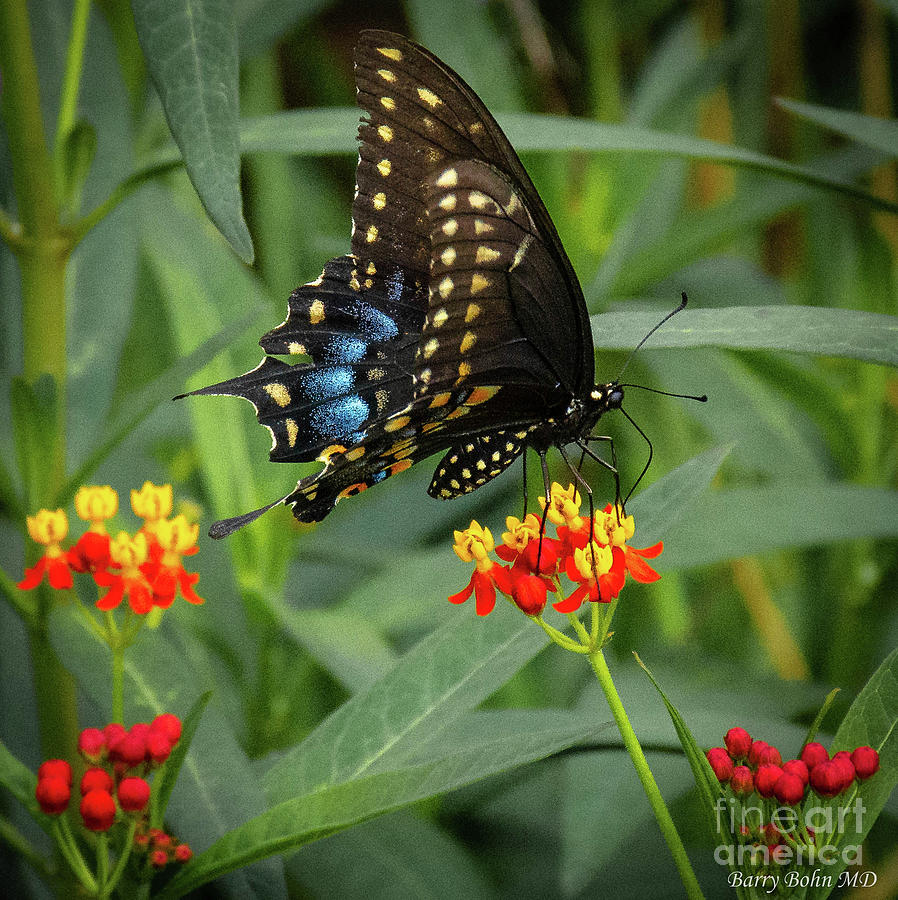 Swallowtail on milkweed Photograph by Barry Bohn