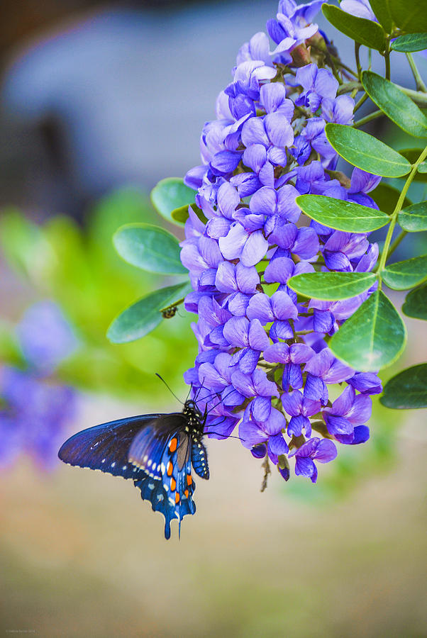 Butterfly Photograph - Swallowtail on Mountain Laurel by Debbie Karnes