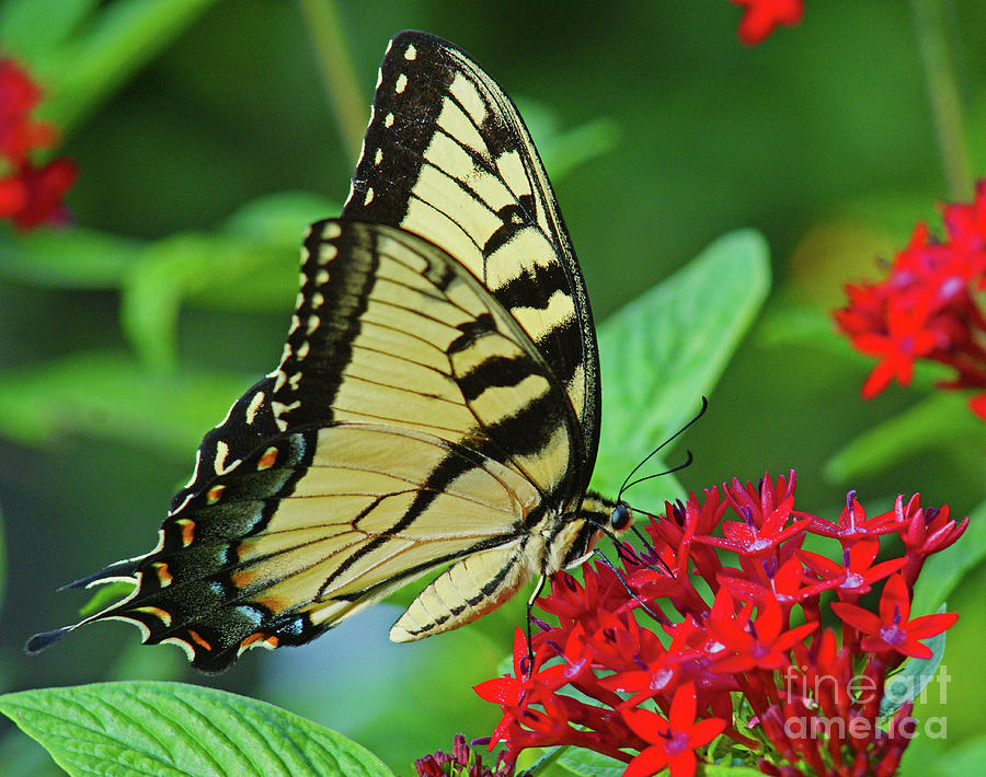 Swallowtail on Pentas Photograph by Larry Nieland