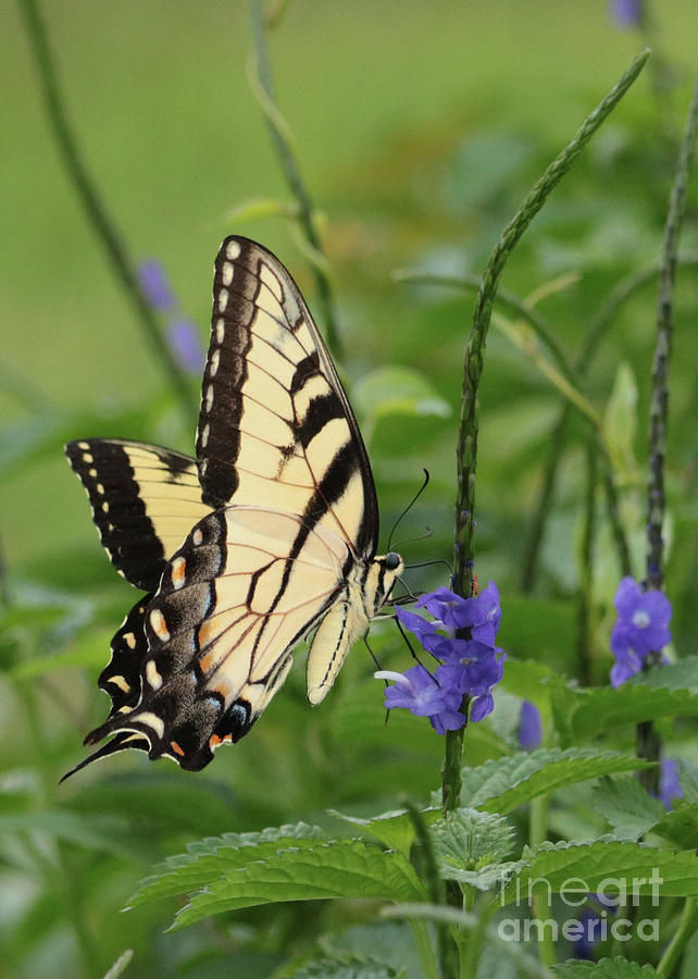 Swallowtail on Porterweed Photograph by Carol Groenen