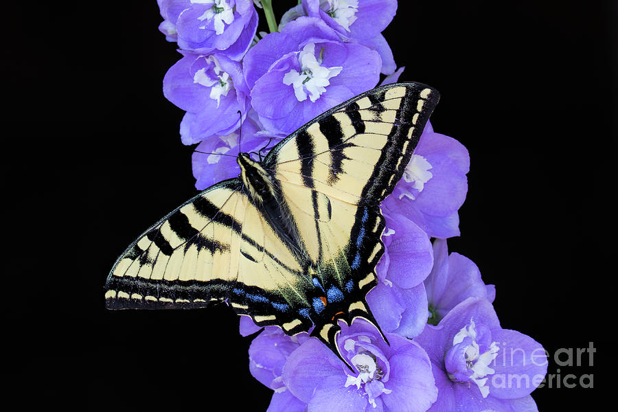 Swallowtail On Purple Flowers Photograph by Mimi Ditchie