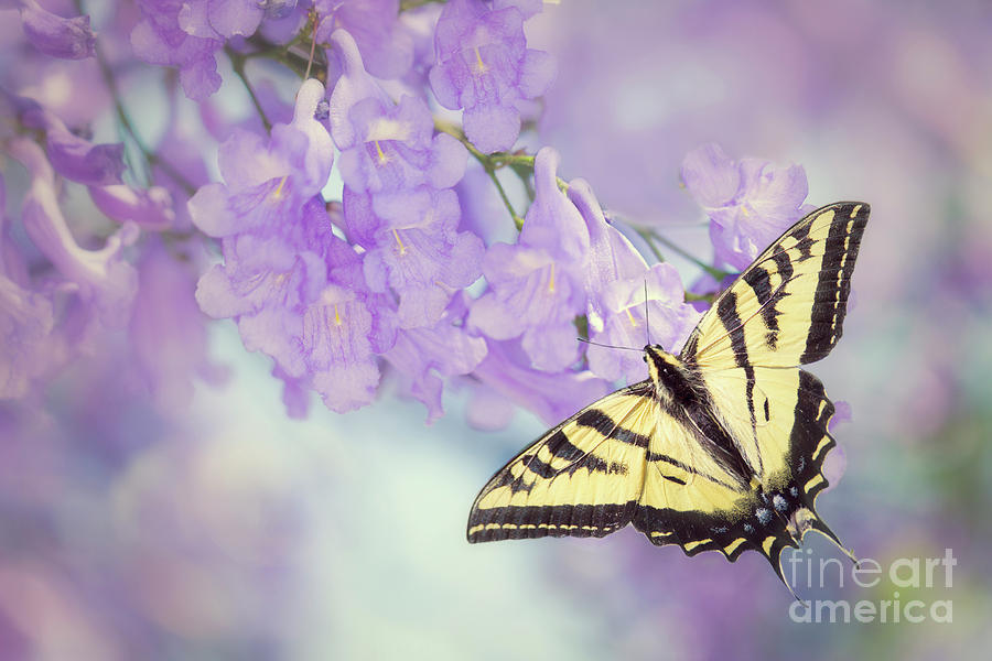 Butterfly Photograph - Swallowtail on Purple Flowers by Susan Gary