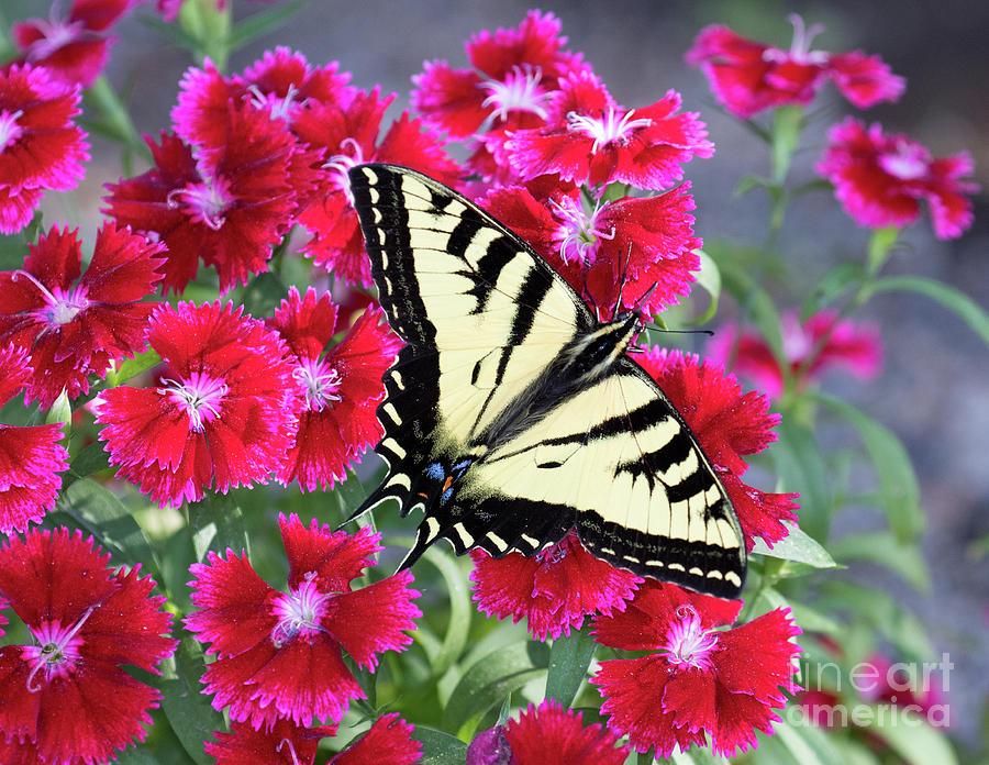 Swallowtail on Red Flowers Photograph by Mimi Ditchie