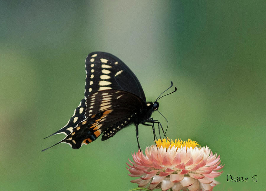 Swallowtail On Straw Flower Photograph by Diane Giurco