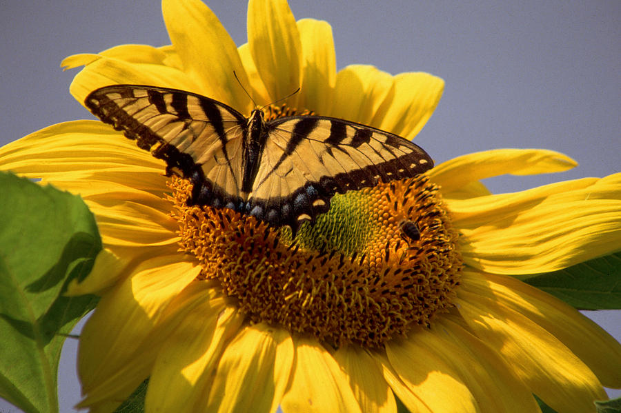 Swallowtail on Sunflower Photograph by James Brisciana | Fine Art America