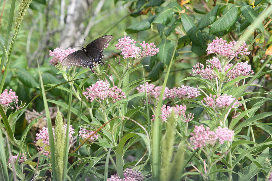 Swallowtail on Swamp Milkweed Photograph by Captain Debbie Ritter