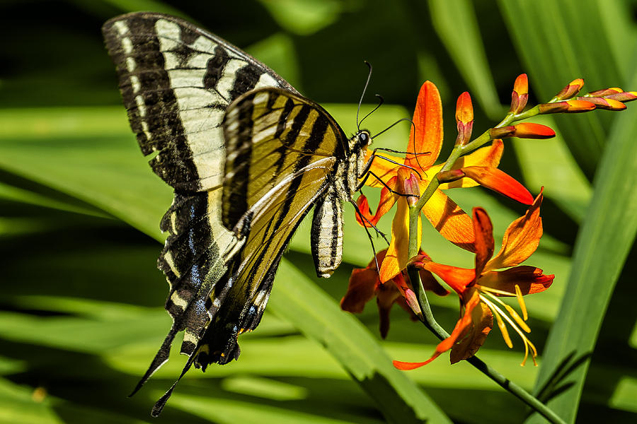 Swallowtail on the Crocosmia Photograph by Belinda Greb