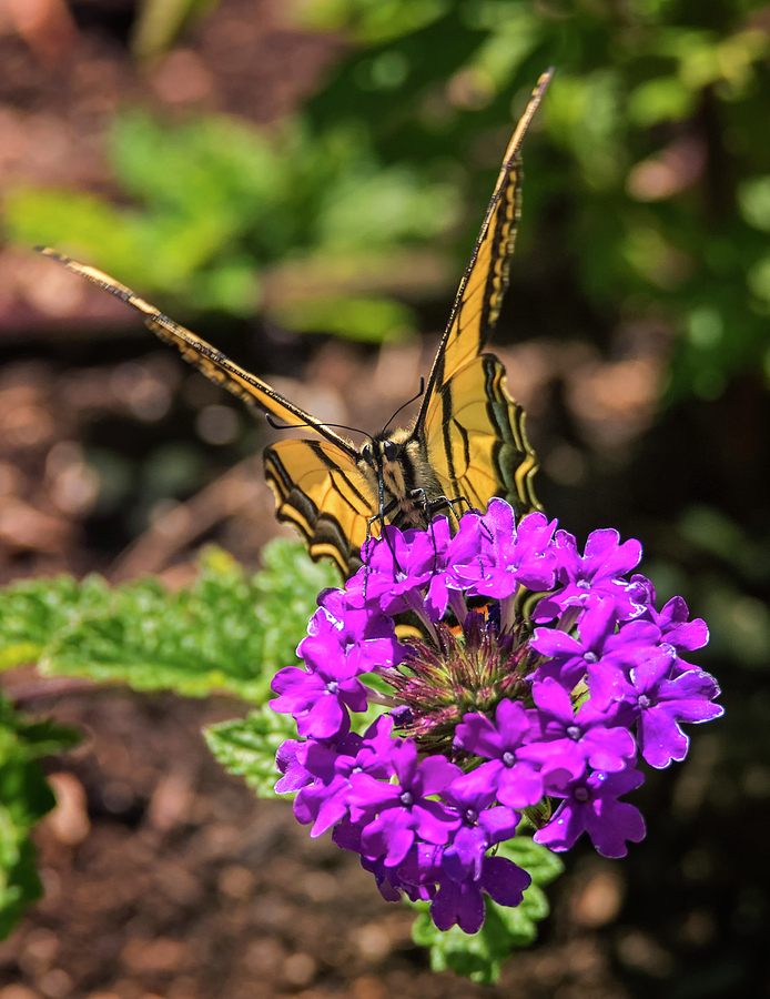 Swallowtail on Verbena Photograph by Loree Johnson