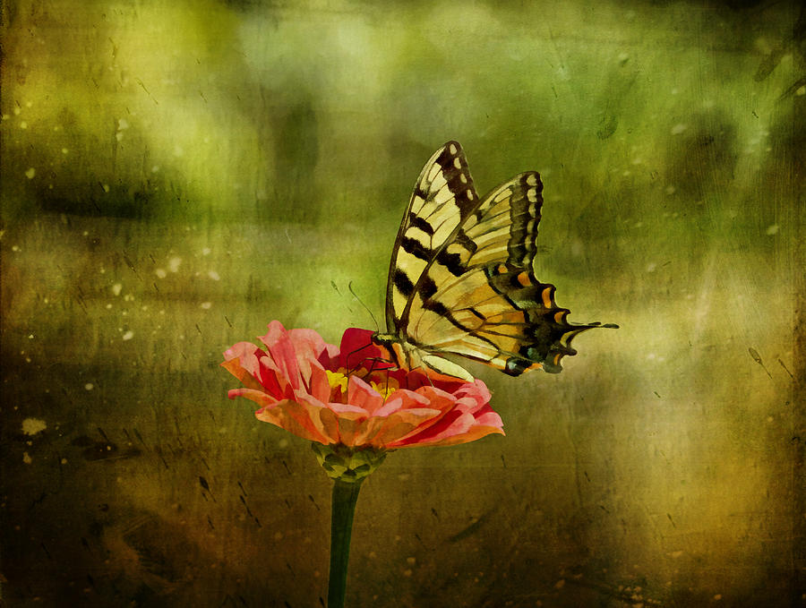 Swallowtail on Zinnia Photograph by Sandy Keeton