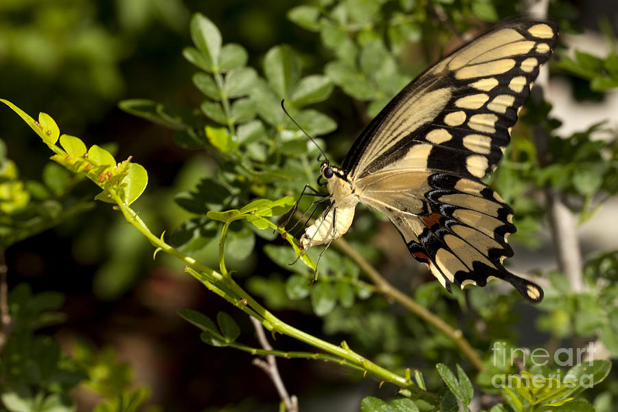 Swallowtail - Papilio Machaon - butterfly Laying Eggs Photograph by Anthony Totah