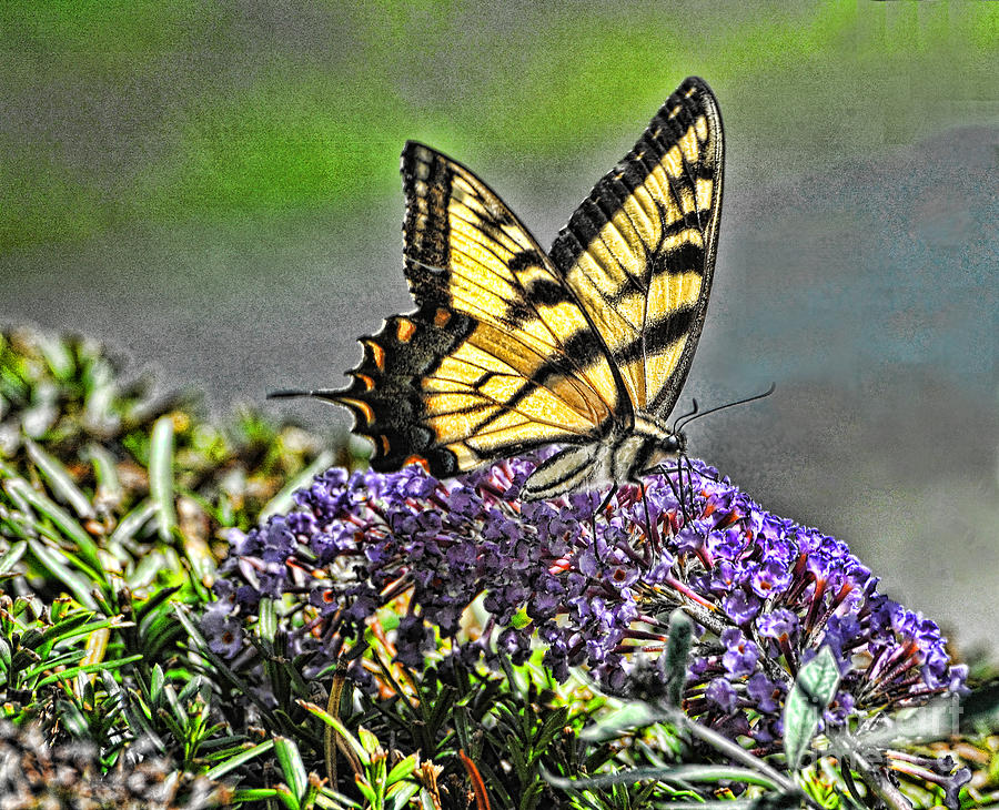 Swallowtail Pastel Photograph by Edward Sobuta