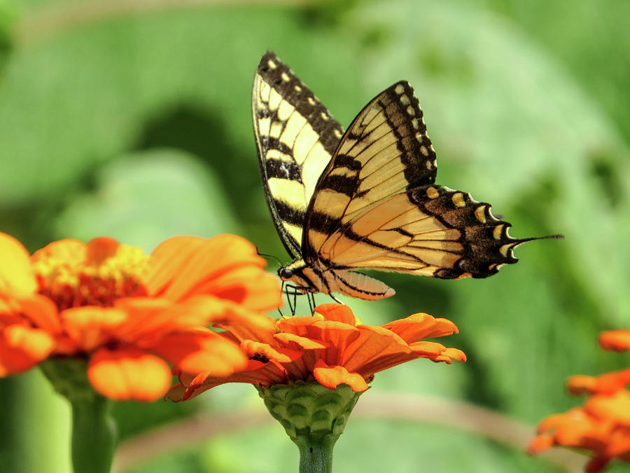 Swallowtail Photograph by Patricia Rich - Fine Art America