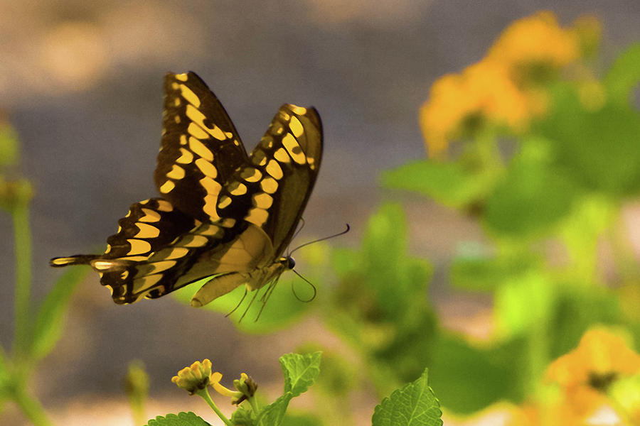 Swallowtail Photograph by Peggy Blackwell