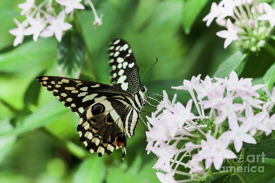 Swallowtail butterfly perching  Photograph by Ruth Jolly