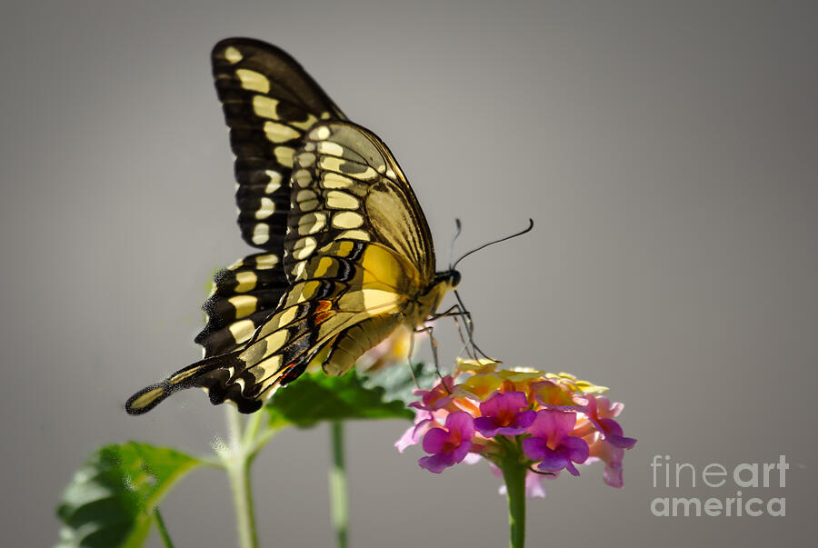 Swallowtail Photograph by Robert Bales