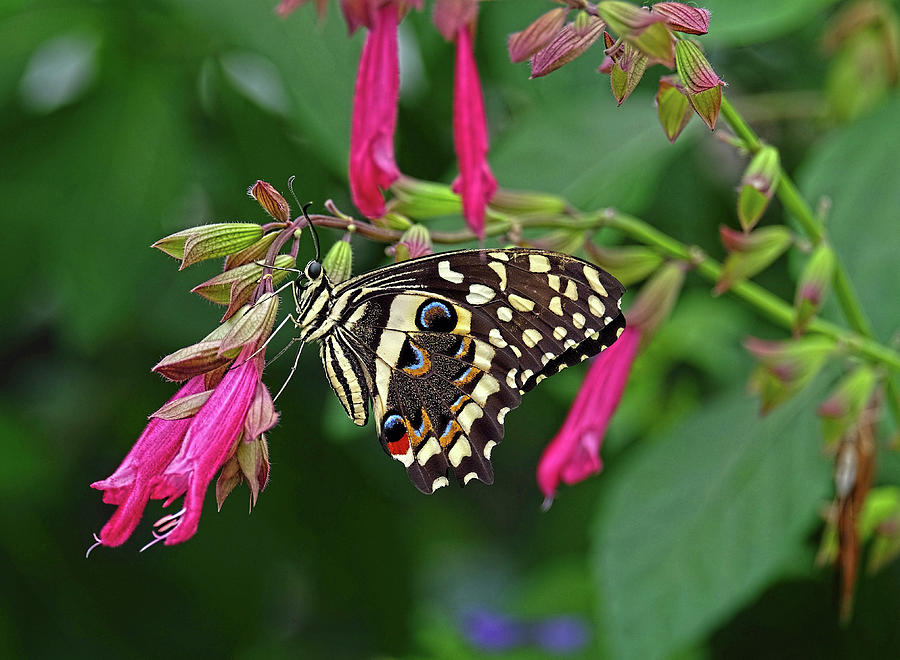 Swallowtail beauty Photograph by Ronda Ryan