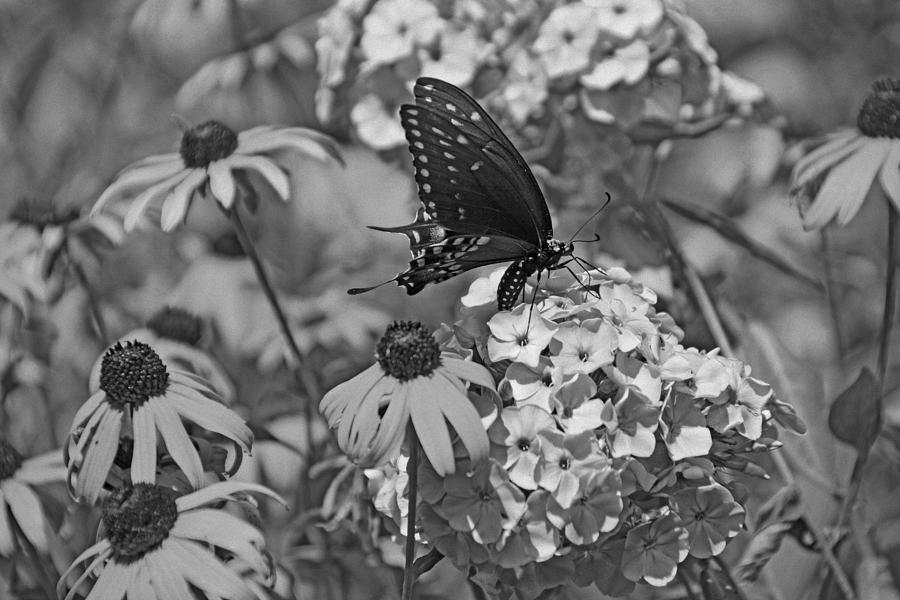 Swallowtail  Photograph by Sandy Keeton