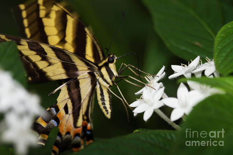 Swallowtail sips Photograph by Ruth Jolly