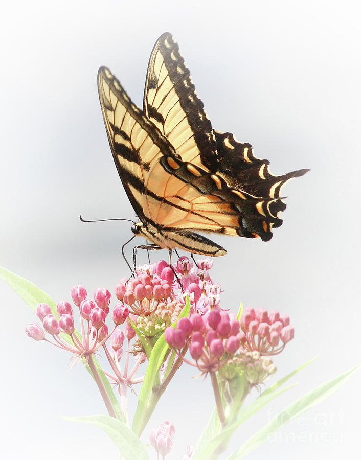 Swallowtail Splendor Photograph by Anita Oakley