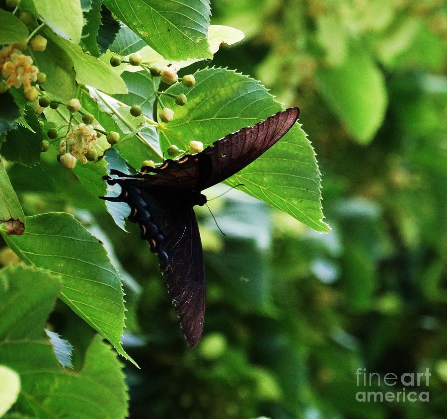 Swallowtail Summer Photograph by J L Zarek