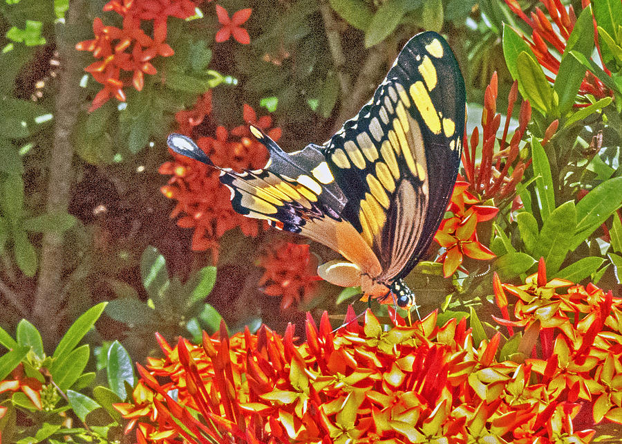 Swallowtail Photograph by T Guy Spencer