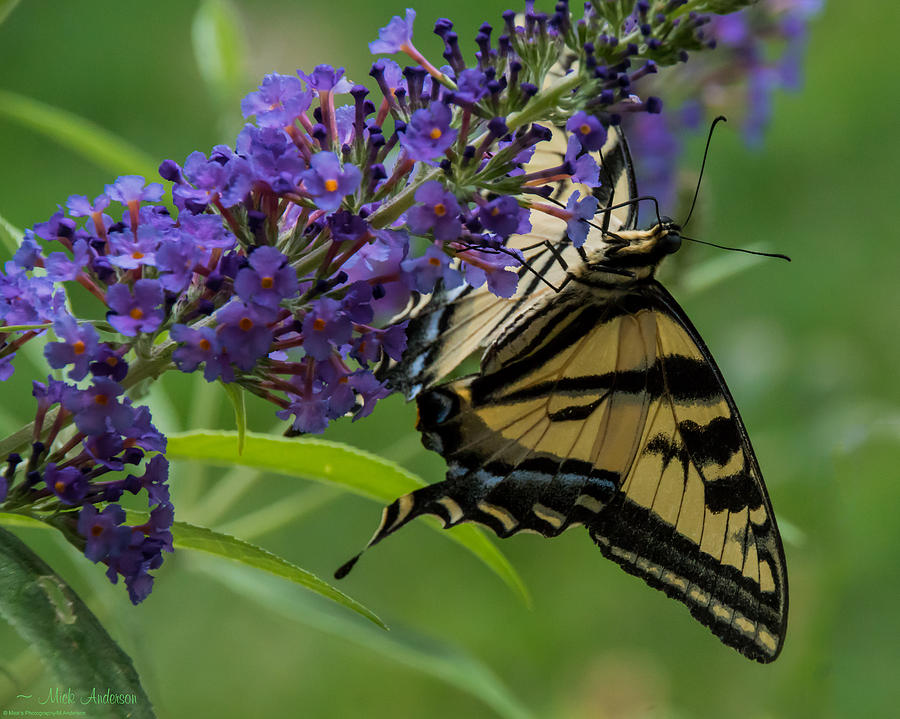 Swallowtail Taking A Sip Photograph by Mick Anderson