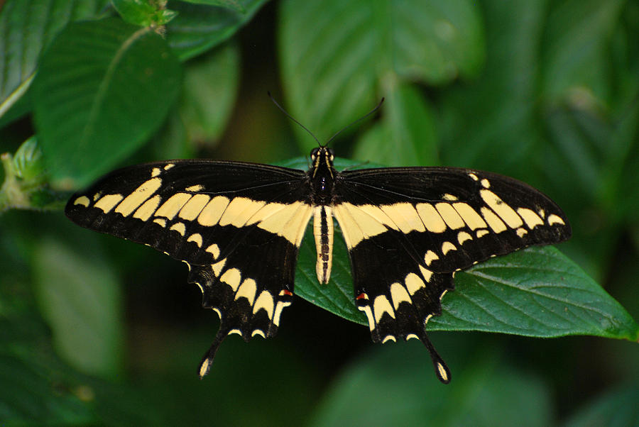 Swallowtail Photograph by Teresa Blanton