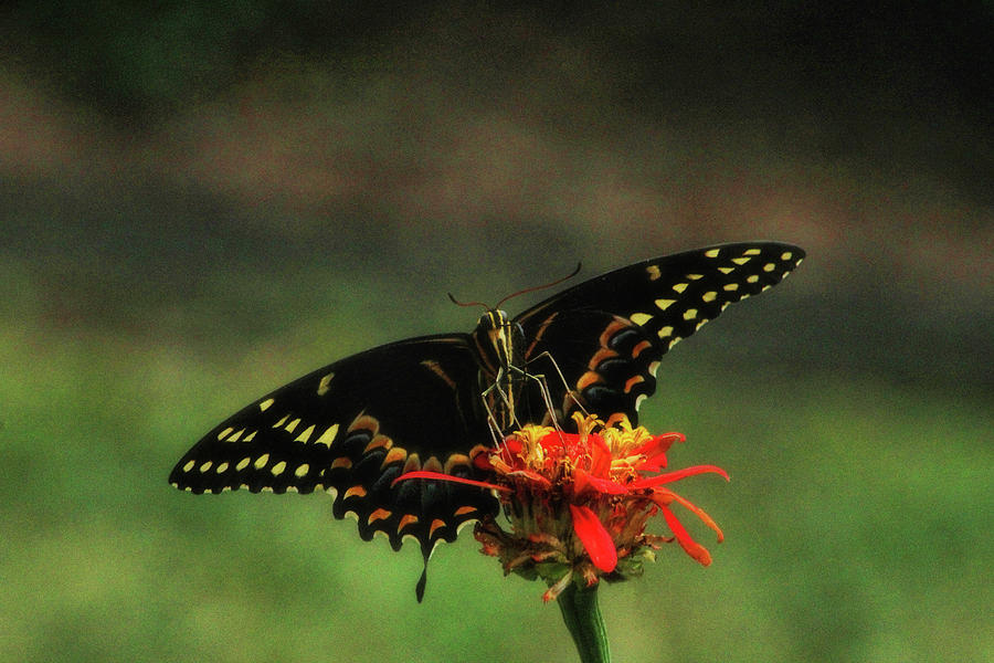 Swallowtail Wingspan  Photograph by Ola Allen