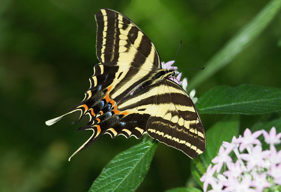 Swallowtail wingspread  Photograph by Ruth Jolly