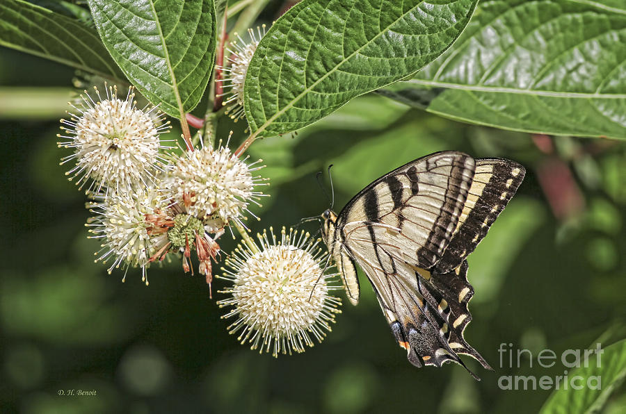 Butterfly Photograph - Swallowtail With Flowers by Deborah Benoit