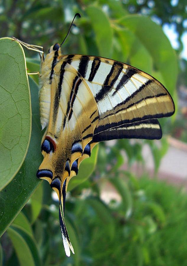 Butterfly Photograph - Swallowtail With Partially Closed Wings Side View by Taiche Acrylic Art