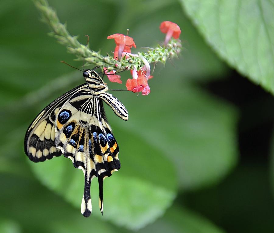 Swallowtail3 Photograph by Ronda Ryan