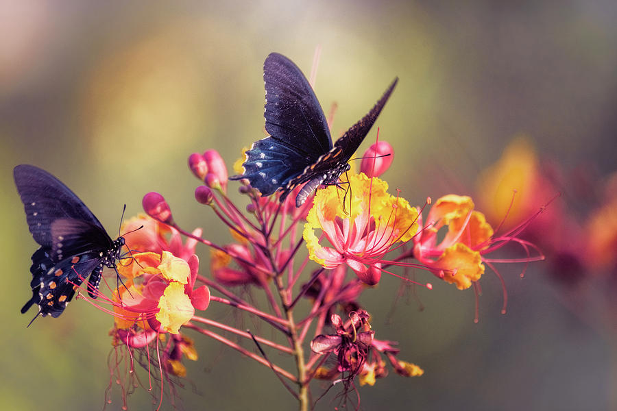 Swallowtails on Bird of Paradise  Photograph by Saija Lehtonen