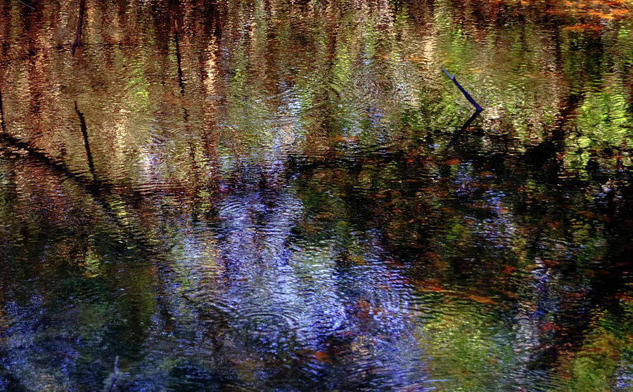Abstract Photograph - Swamp Abstract by Greg and Chrystal Mimbs