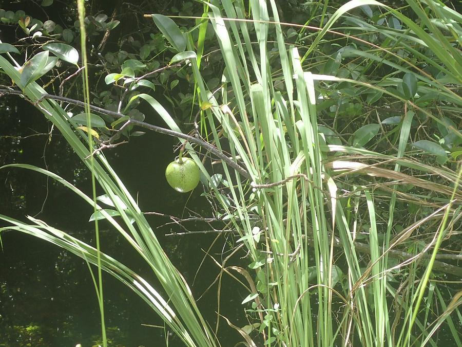 Swamp Apple Photograph by Denise Cicchella