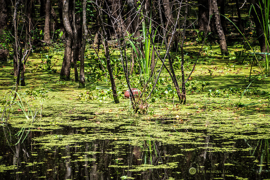 Swamp Ball Photograph by Teresa Blanton