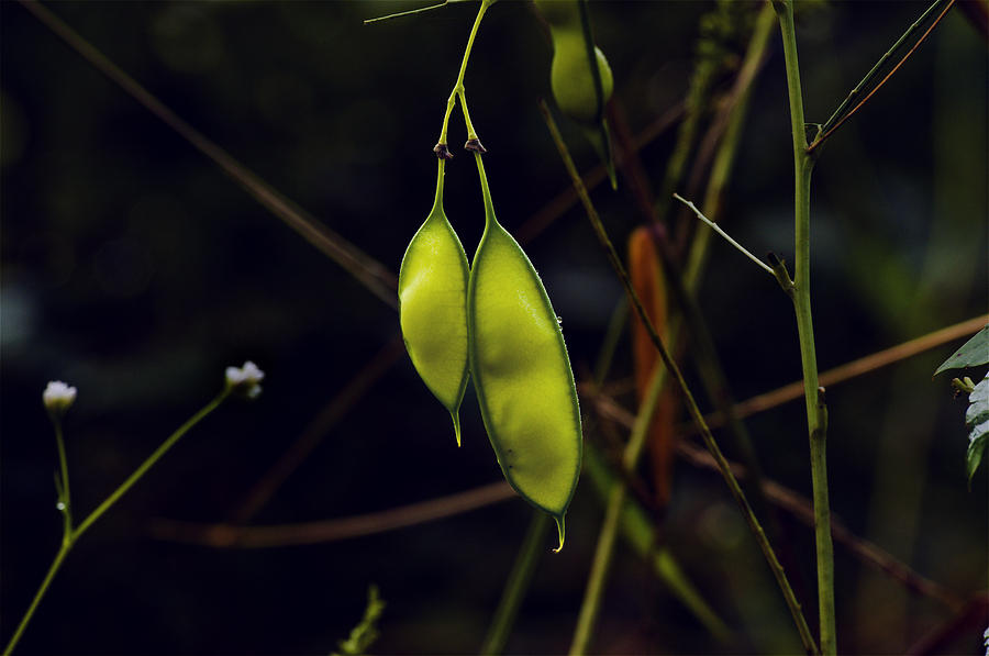 Swamp Bean Pods Photograph by Michael Whitaker