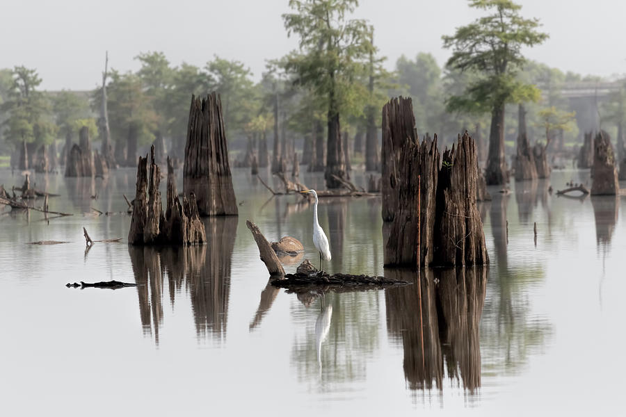 Swamp Bird Photograph by Susan Rissi Tregoning