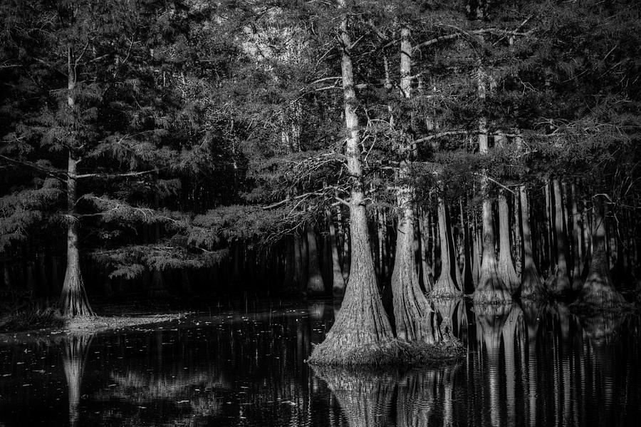 Swamp Black And White Photograph by Ester McGuire