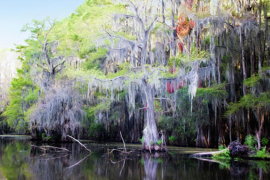 Swamp Colors Photograph by Lana Trussell