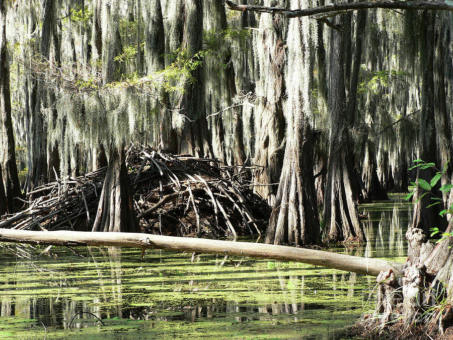 Swamp Condo Photograph by Joy Tudor