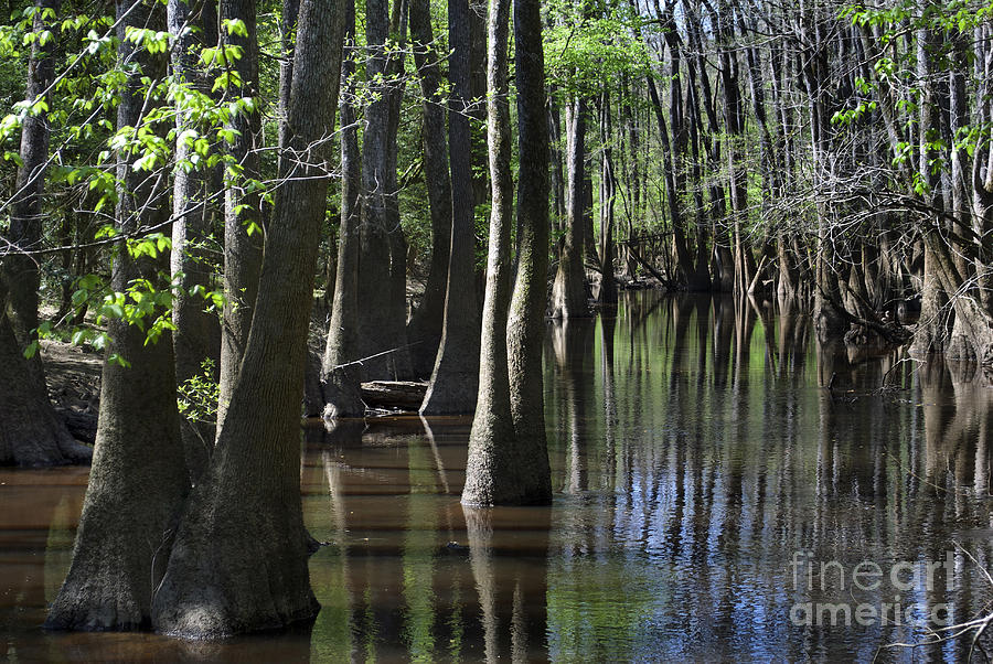 Swamp Crick Photograph by Skip Willits
